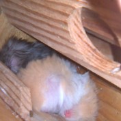 ilovemyhamsters profile image