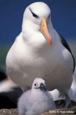 Albatrosses, sovereigns of the skies and of the oceans