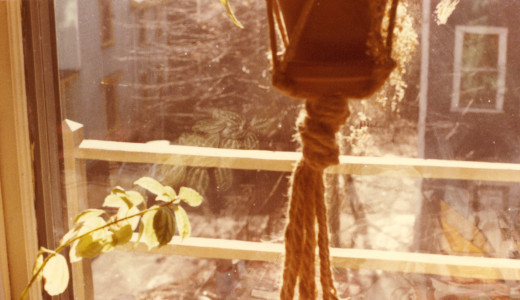 Hanging Plant in Brookline Apartment