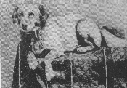 Fido was the first Presidential dog to be photographed.