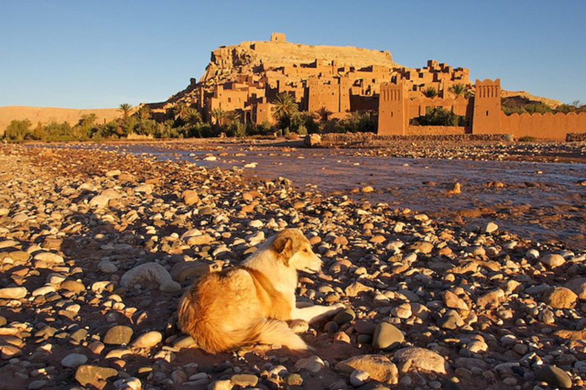 pet travel morocco
