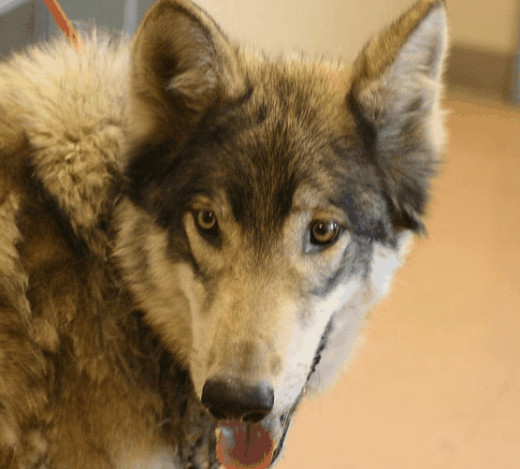 Wolf hybrids also known as wolf dogs are increasing in popularity.