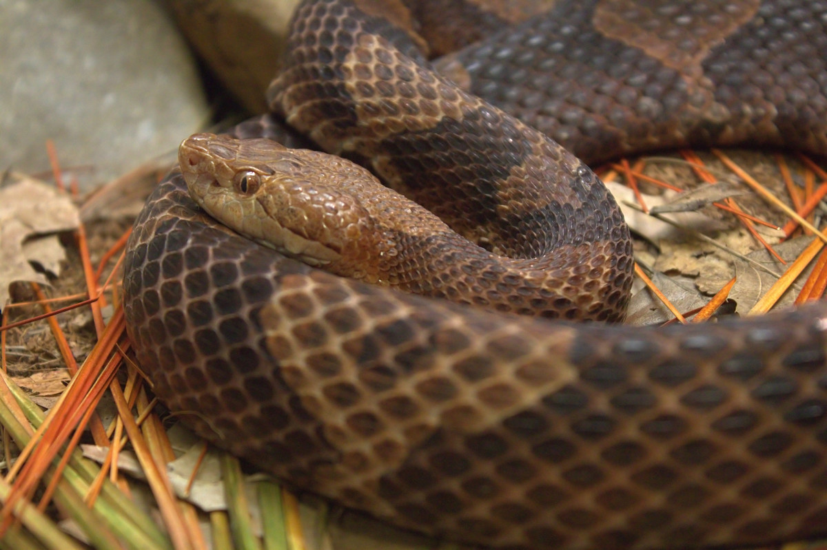 What are the poisonous snakes of Florida?