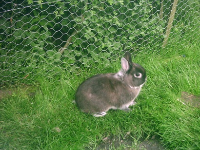 Pet rabbit enjoying the garden