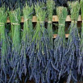 Drying Lavender buds and flowers