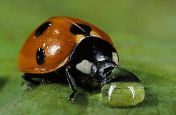 Ladybug drinking from water droplet. Water droplets are of spherical shape because of surface tension. (source: corbisimage.com) 