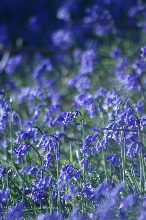The intense blue of native English bluebells. 