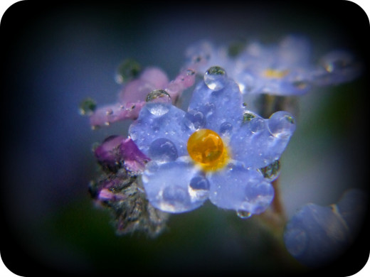 Water droplets on forget me knots ...