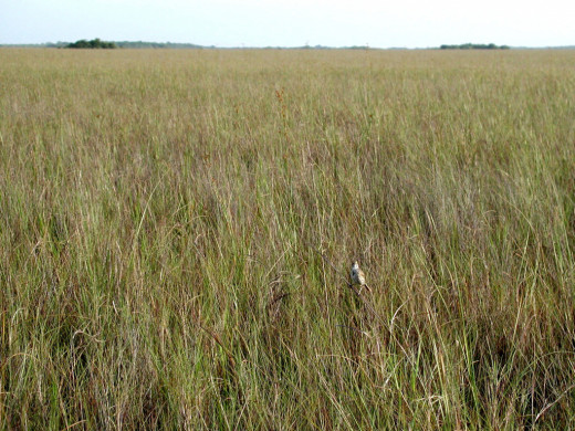Freshwater Sawgrass Prairie