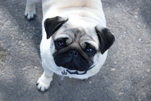 The charming Pug is a comical and faithful companion.