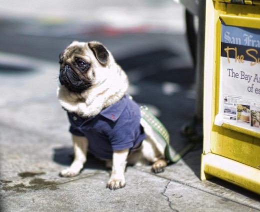 Dashing Pug street fashion.