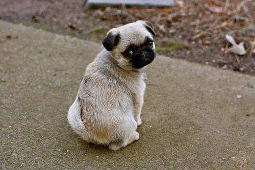This is the level of cuteness you will be dealing with while trying to correct a Pug puppy.