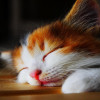 AnamayCat profile image