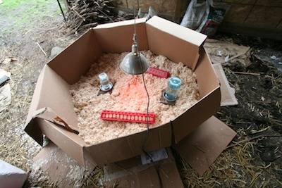 You can set up a homemade brooder for your baby chicks. 