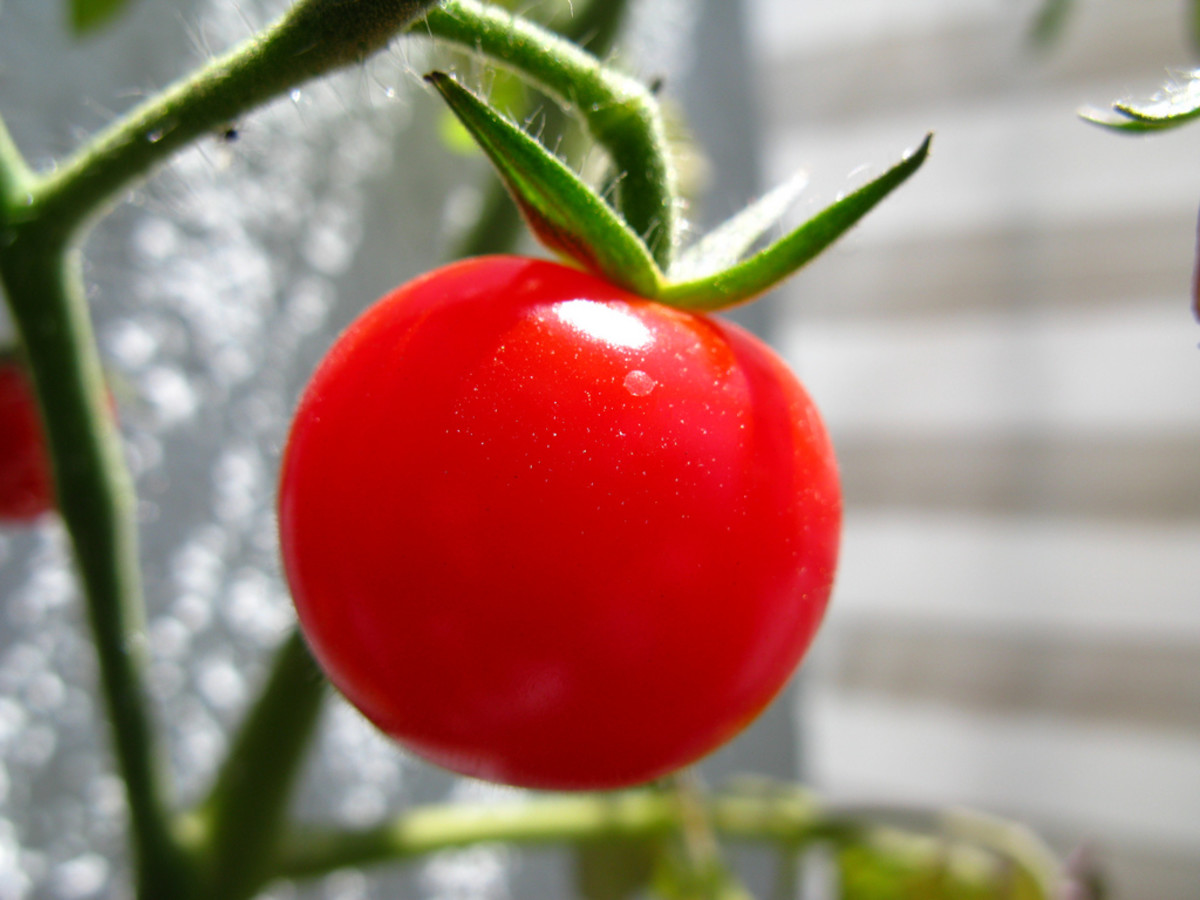 Image result for Tomato Allergy