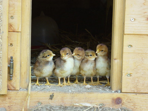 Baby Chicks About To Venture Out Into The Barn Yard For The First Time In This Photo.
