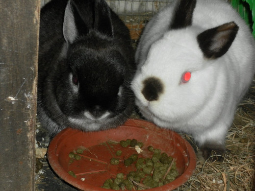 Rabbit companions
