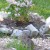 Growing little flowering shrubs are a great addition to any garden for the spring.  These can smell exceptional, and this one is a Lilac bush.