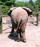 Baby Elephant Butts? 