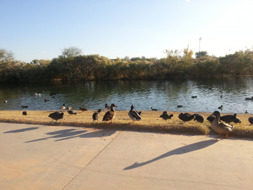 This is a welcome spot to take a break and feed the ducks.