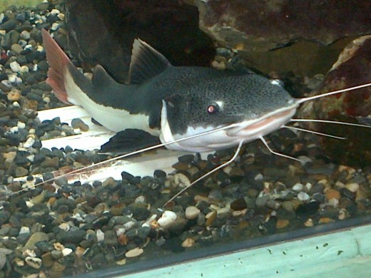Giant Catfish @ Emperor Valley Zoo