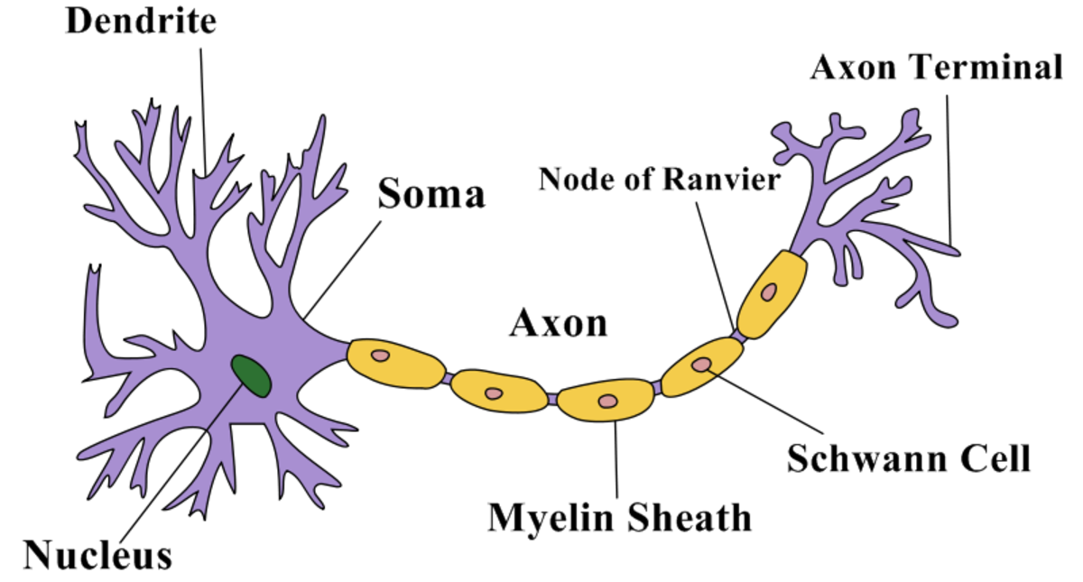 Structure of a Neuron Owlcation