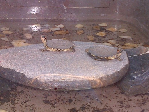 baby Tortoise @ the Emperor Valley Zoo