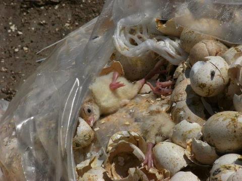 Suffocated male chicks in a plastic bag.