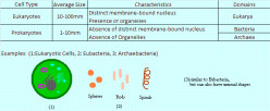 The Golgi Apparatus in Animals and How it Functions in Eukaryotic Cells