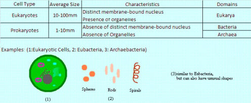 Types of Cells: Eukaryotes and Prokaryotes