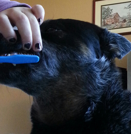 How to brush your dog's teeth