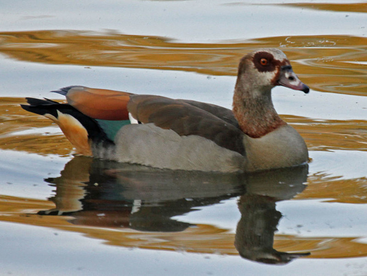 The Egyptian Goose of Africa