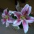 Pink and White Asiatic Lilies, for sale in stores in Spring.