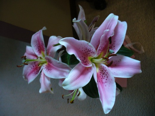 Pink and White Asiatic Lilies, for sale in stores in Spring.