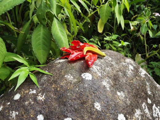 Found in the El Yunque National Rain Forest in Puerto Rico