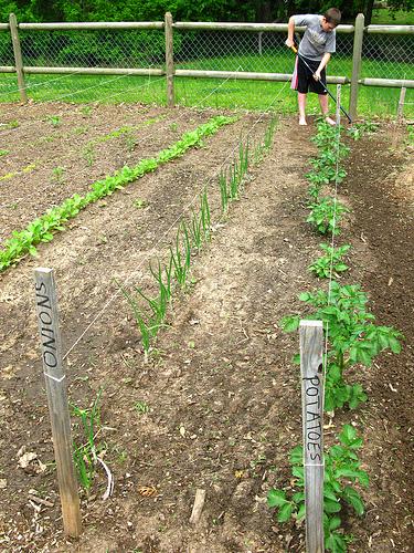 Tilling soil and keeping weeds down will pay off.
