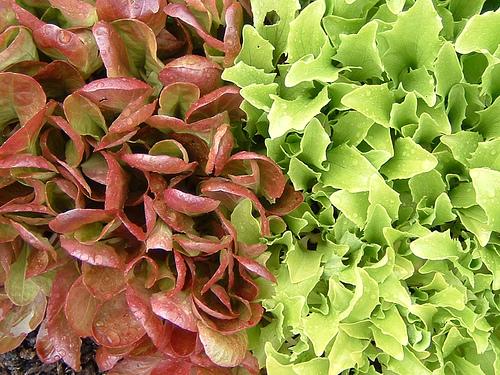 Lettuce is very easy to grow, and is a work of art in the garden.