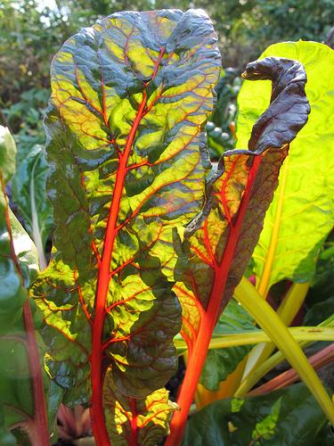 Chard is simple, attractive, and an excellent addition to soup.