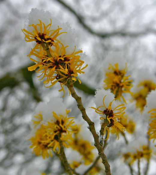 This could be the perfect plant for a garden in winter. Witch Hazel blooms while the rest of the garden is covered in snow. 