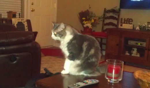 Indoor photo of a fat cat on a coffee table.  Taken with the flash.