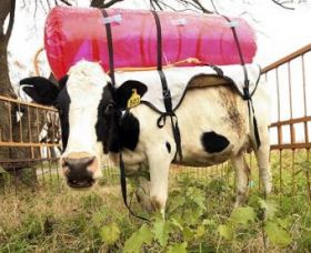 Scientist in Argentina utilize biogas balloons to determine how much gas cows produce. 