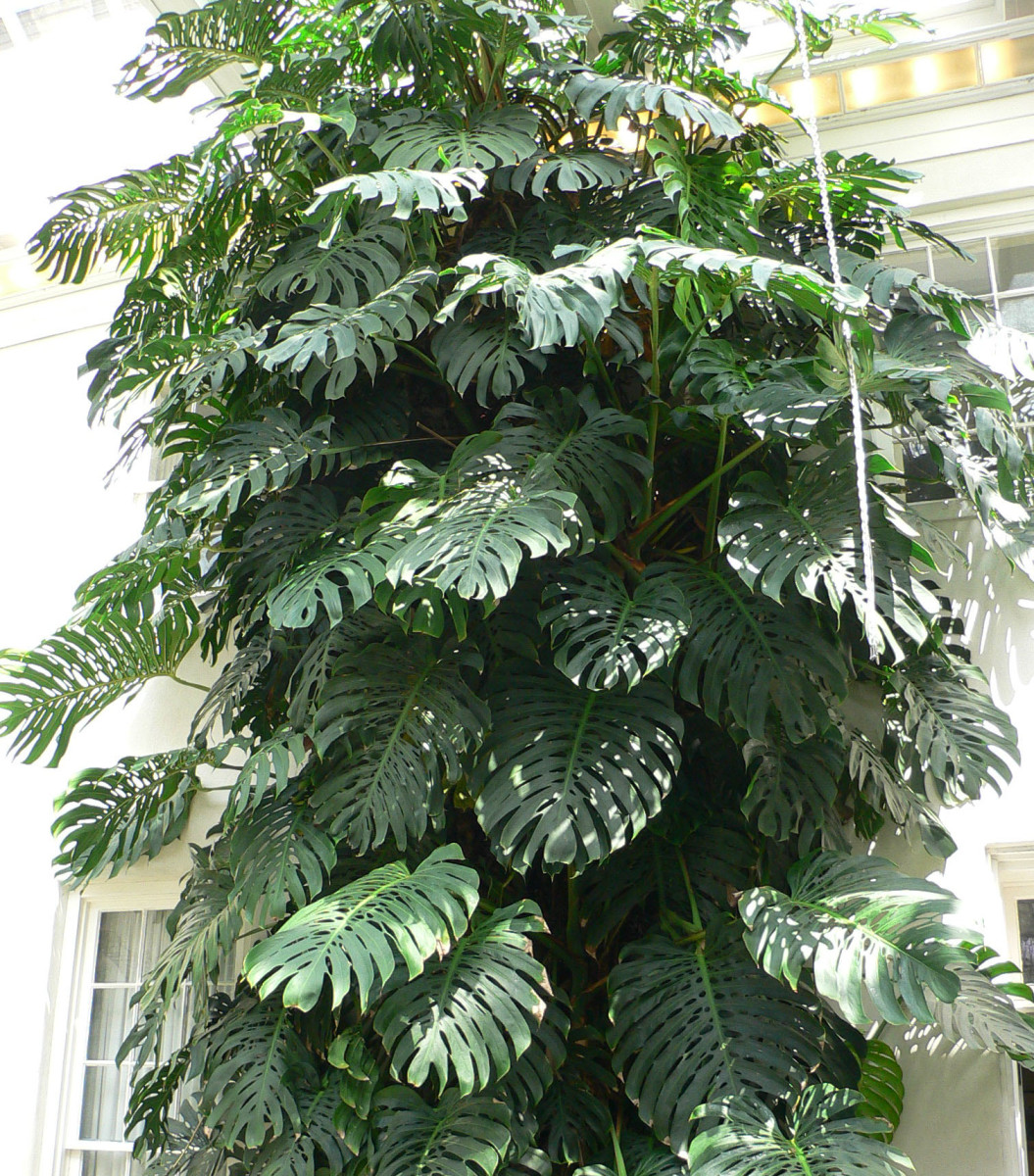 easy houseplant—swiss cheese plant or monstera deliciosa