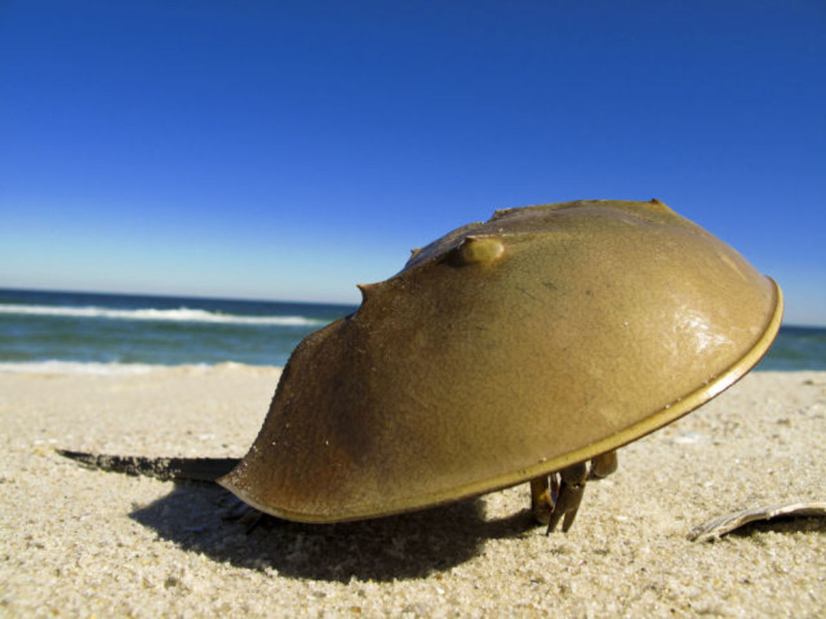 The Story of a Living Fossil; Breeva, the Horseshoe Crab