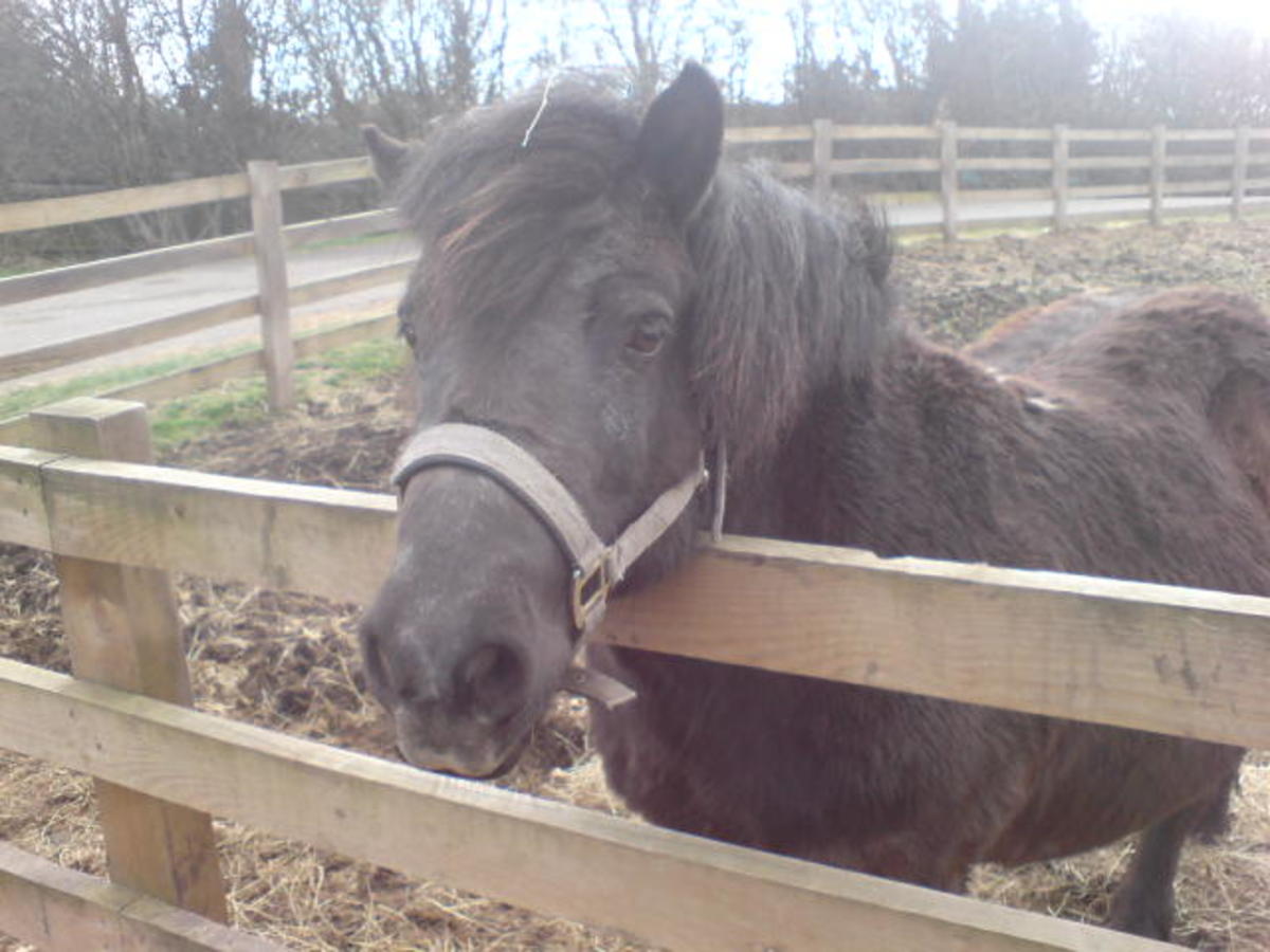 A picture of a Shetland pony I've taken at Sandwell Park Farm in Birmingham, UK.