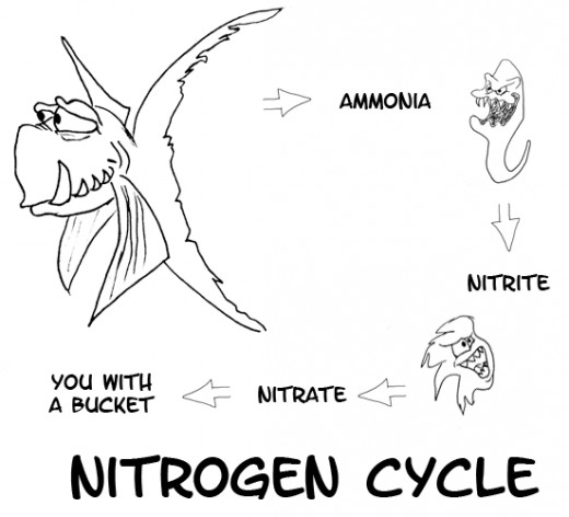 The Nitrogen Cycle has to be established in your tank before adding too many fish!
