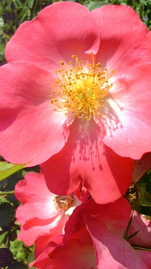 This is my robust, large-blossomed rose bought at a dollar store and planted with a little topsoil bought for $3 a bag. It was cheap and has brought me great pleasure.