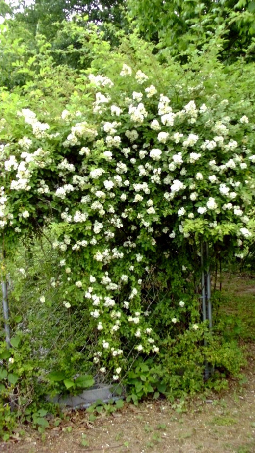 My dogrose, grown from a weeny cane pulled from someone else's yard, became a monster in its fourth year.
