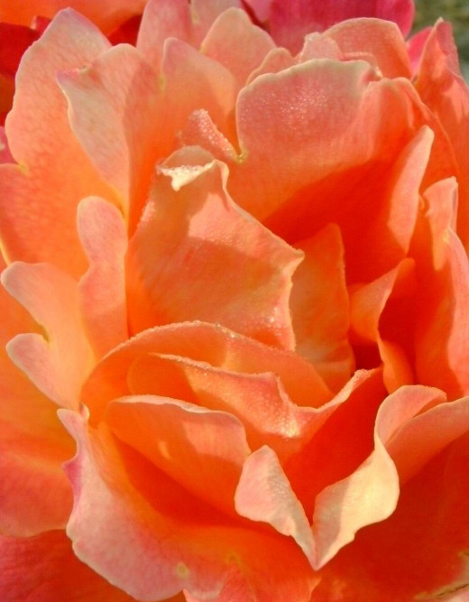 Beautiful, fragrant blooms but the rest of the plant is sparse and I'm in suspense regarding its survival each year.