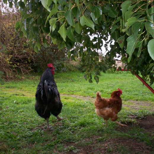 There's no need to restrict yourself to one breed. These two hens are the best of friends.
