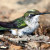Hummingbird on the Ground Hummingbird on the Ground